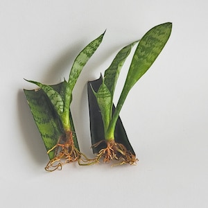 Snake Plant Sansevieria Black Coral-2 rooted and unrooted cuttings - air purifying houseplant cuttings