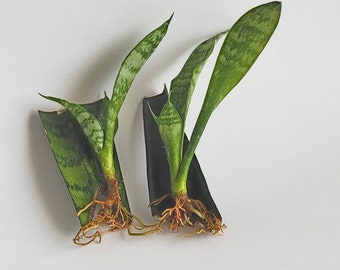 Snake Plant Sansevieria Black Coral rooted and unrooted cuttings - air purifying houseplant cuttings