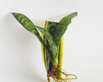 Snake Plant Sansevieria Laurentii cuttings - air purifying houseplant aka Mother in Law's Tongue