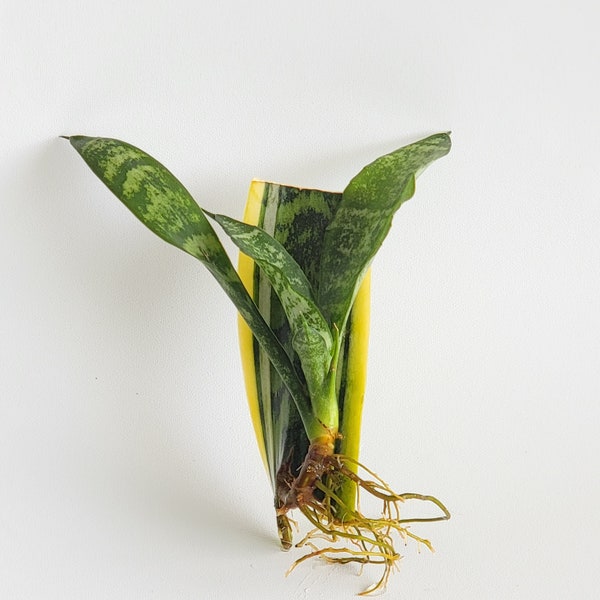 Snake Plant Sansevieria Laurentii cuttings - air purifying houseplant aka Mother in Law's Tongue