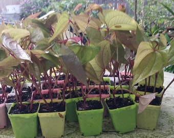 2 UBE Purple Yam Starter Plants in a Pot