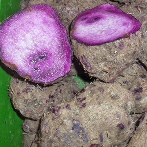 10 pcs Ube Purple Yam Bulbils for planting - Average size 1 inch