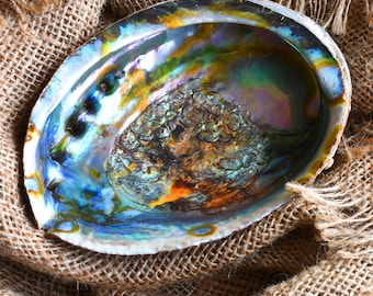 Abalone Shell Smudge Bowl, Smudging, Sage/Palo Santo Ritual Bowl, Medium/Large, Natural & Ethical