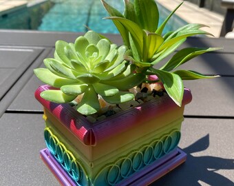 Mini Succulent Planter: Rainbow Decor, Small House Plants