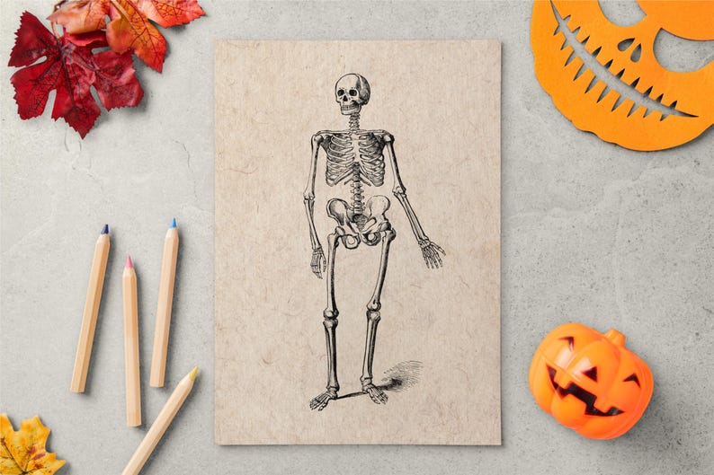 Vintage Skeleton Anatomy Art Print – Gothic Medical Illustration ...
