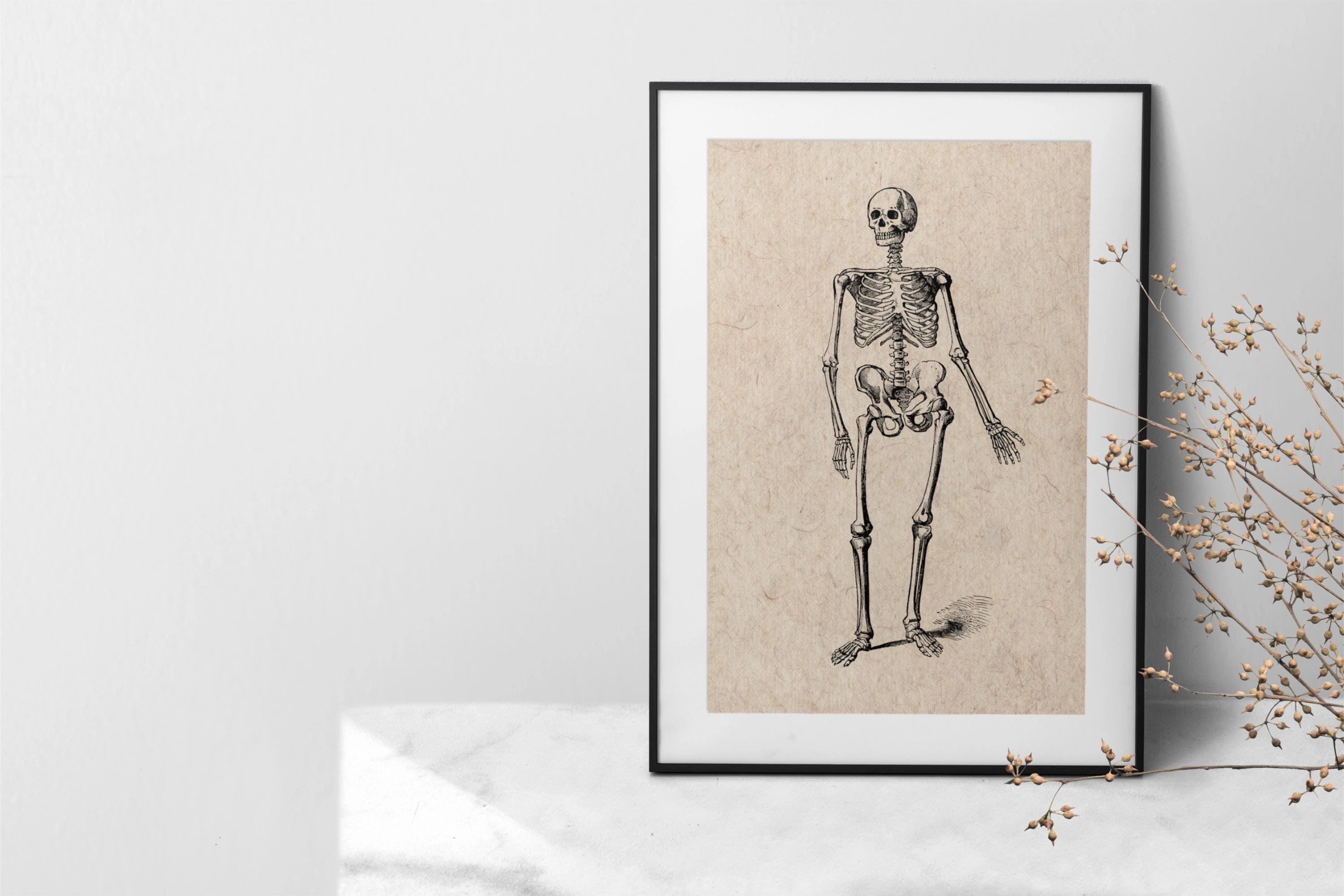 Vintage Skeleton Anatomy Art Print – Gothic Medical Illustration ...