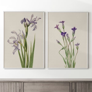 May include: Two framed botanical prints featuring watercolor illustrations of purple flowers. The print on the left shows a cluster of purple irises with green leaves. The print on the right shows a bouquet of purple flowers with green stems.