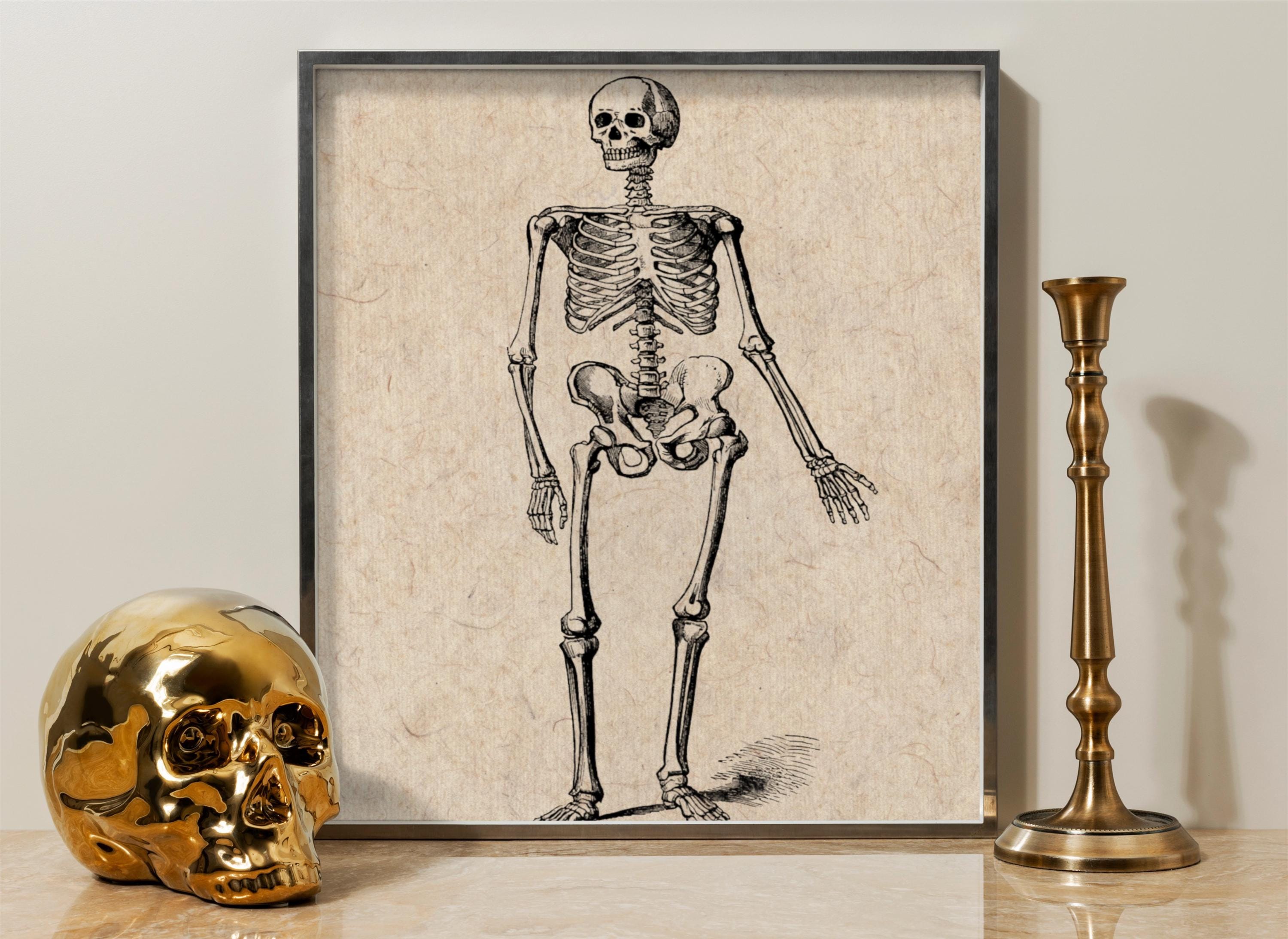 Vintage Skeleton Anatomy Art Print – Gothic Medical Illustration ...