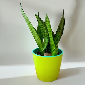 May include: A green snake plant in a yellow pot with a blue rim. The plant is in a white background.