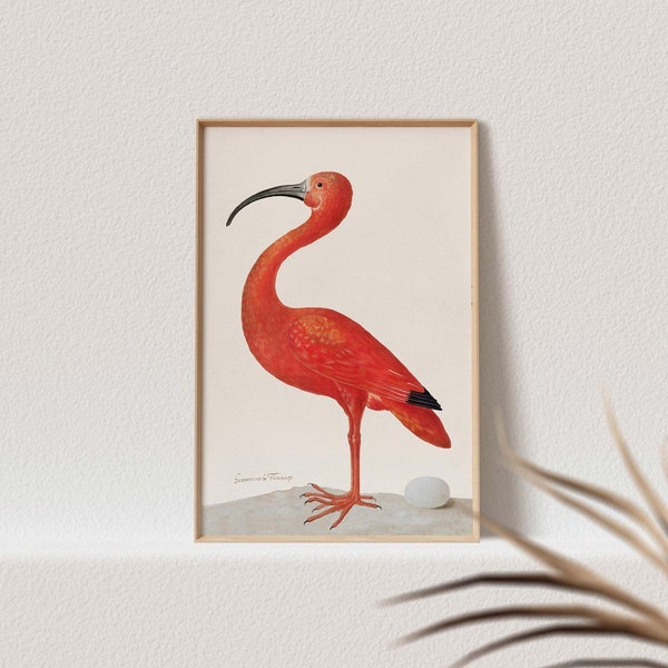 Red Ibis Print • South America Wildlife  • Scarlet Poster • Red Bird Egg Art • Vintage Drawing
