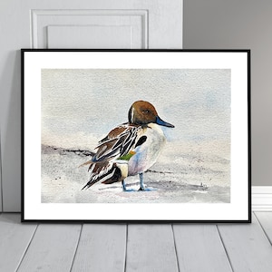 PINTAIL DUCK- hand-painted, one of a kind, Original Watercolor Painting, bird, waterfowl