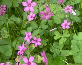 Pink oxalis