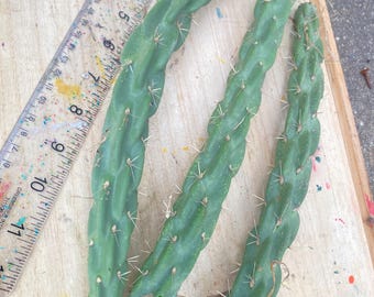 Paquete de 3 esquejes frescos de cactus cholla de 30 cm (12 pulgadas)