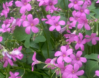 Pink sorrels