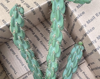 3 plantas de cactus vivas