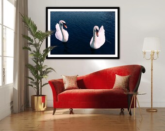 Swan Couple Bodensee Constanzia (Konstanz)