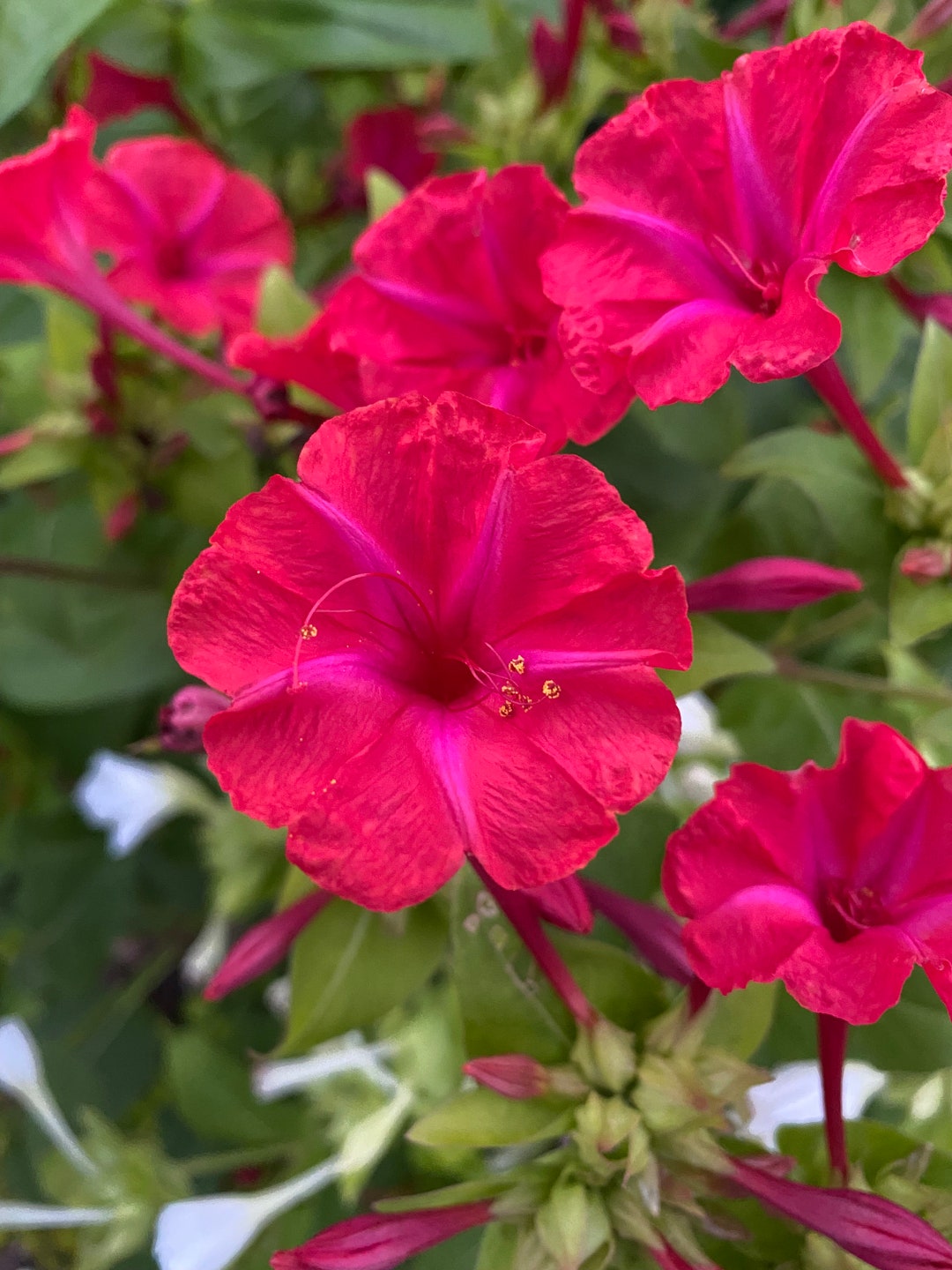 Four O'clock Seeds Mirabilis Jalapa Perennial or Annuals for Cottage