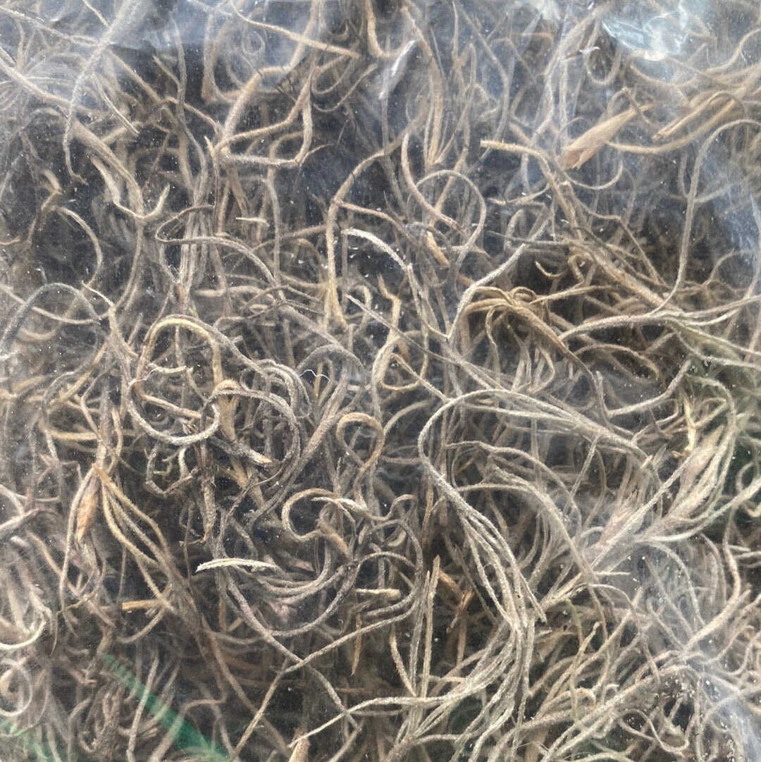 Preserved Moss for Terrarium Decor Nature Crafting Supply Spanish