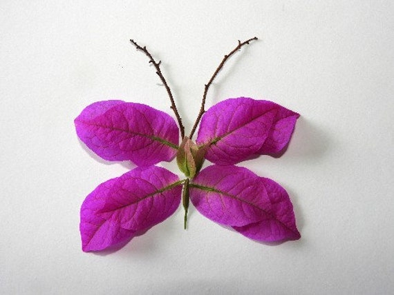 Papillonbougain Photo Montage Fleurs Fraiches