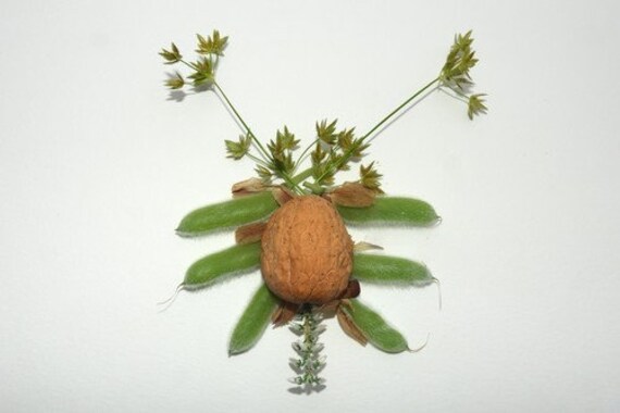 Insecte à La Noix Photo Montage Fleurs Fraiches