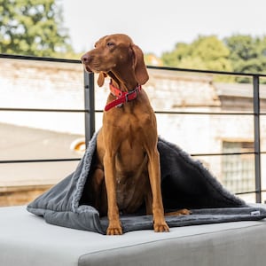 May include: A brown dog wearing a red collar sits inside a gray dog bed with a faux fur lining. The dog bed is on a gray surface, with a blurred background of trees and a building.