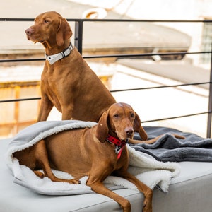 May include: Two Vizsla dogs, one sitting and one lying down. The dog in the foreground is resting in a gray dog bed with a white, fluffy interior. The dog in the background is wearing a white collar. The dog in the foreground is wearing a red collar.