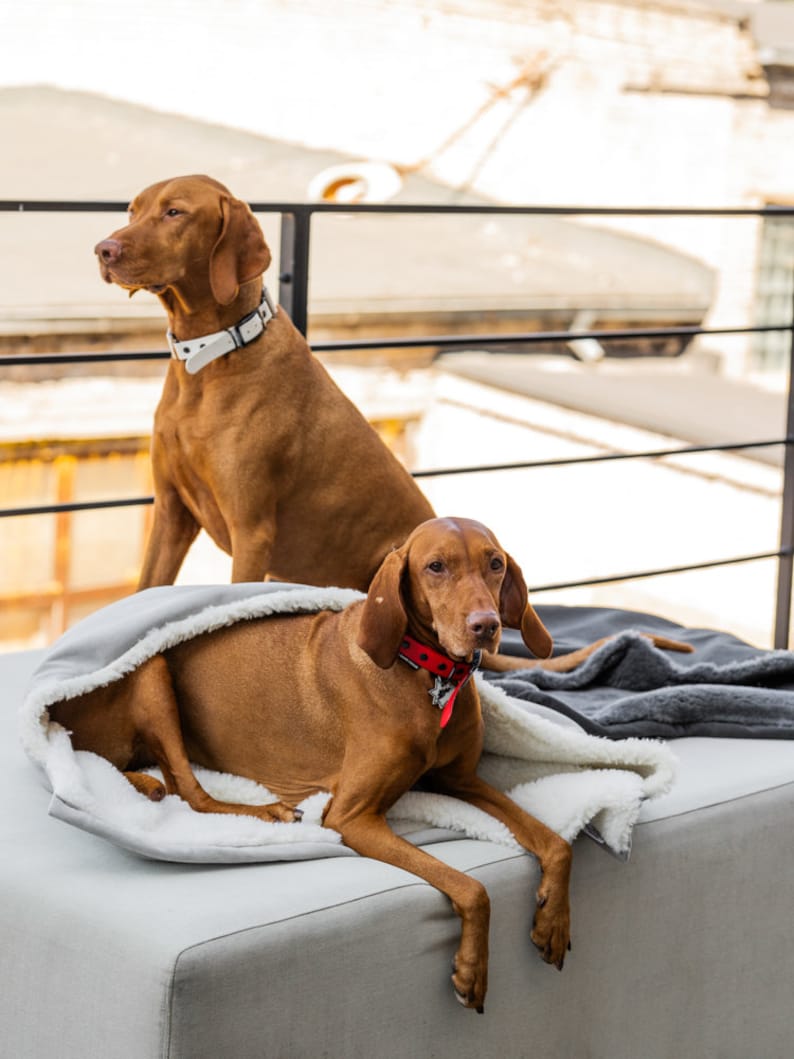 May include: Two Vizsla dogs, one sitting and one lying down. The dog in the foreground is resting in a gray dog bed with a white, fluffy interior. The dog in the background is wearing a white collar. The dog in the foreground is wearing a red collar.