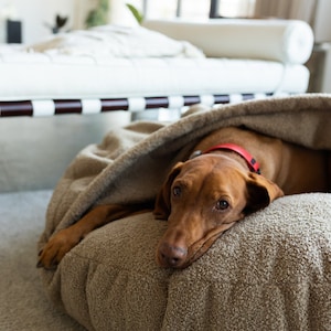 Pu&ograve; includere: Un cane marrone con un collare rosso riposa all'interno di una cuccia beige. La cuccia ha un aspetto morbido e strutturato ed &egrave; parzialmente coperta. Il cane &egrave; sdraiato, con la testa appoggiata sulla cuccia.