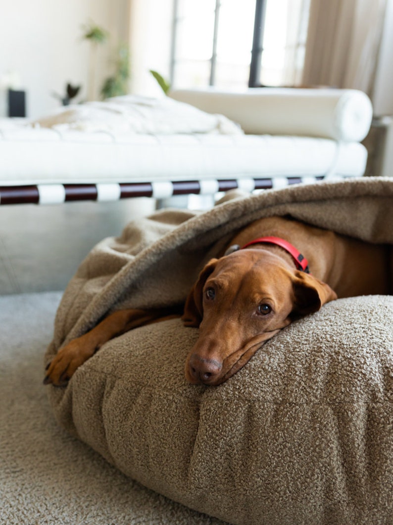Pu&ograve; includere: Un cane marrone con un collare rosso riposa all'interno di una cuccia beige. La cuccia ha un aspetto morbido e strutturato ed &egrave; parzialmente coperta. Il cane &egrave; sdraiato, con la testa appoggiata sulla cuccia.