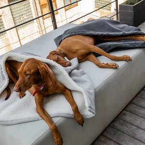 May include: Two brown dogs resting on a light gray outdoor sofa. One dog is covered with a gray blanket, and the other is under a light gray blanket with a white, fluffy interior. The dogs are wearing red collars.