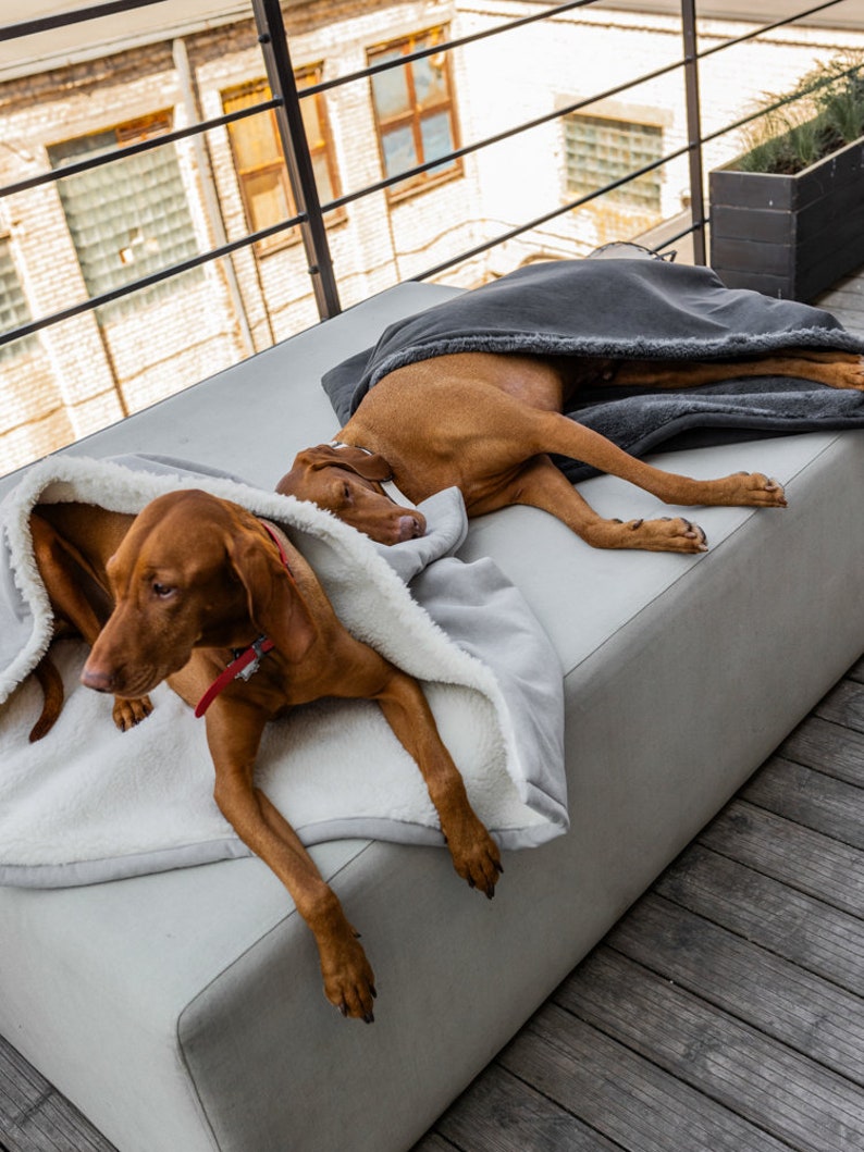 May include: Two brown dogs resting on a light gray outdoor sofa. One dog is covered with a gray blanket, and the other is under a light gray blanket with a white, fluffy interior. The dogs are wearing red collars.