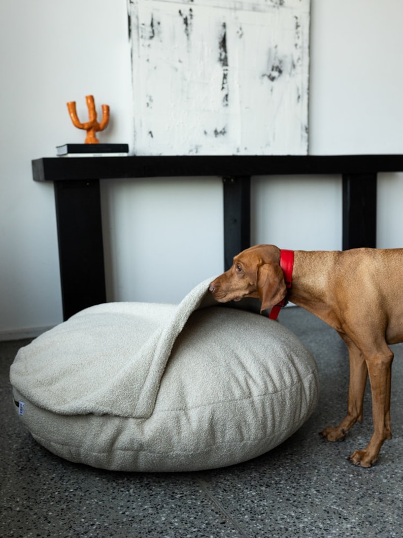 Pu&ograve; includere: Un letto per cani beige con un bordo rialzato, che offre uno spazio accogliente per gli animali domestici. Un cane marrone con un collare rosso interagisce con il letto. Il letto &egrave; rotondo e realizzato in un tessuto strutturato. Lo sfondo include un tavolo nero e arte astratta.