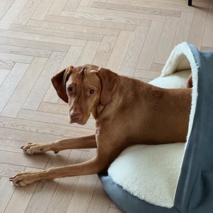 May include: A brown dog rests in a grey dog bed with a fluffy white interior. The dog is looking towards the camera. The dog bed is on a light-coloured wooden floor.