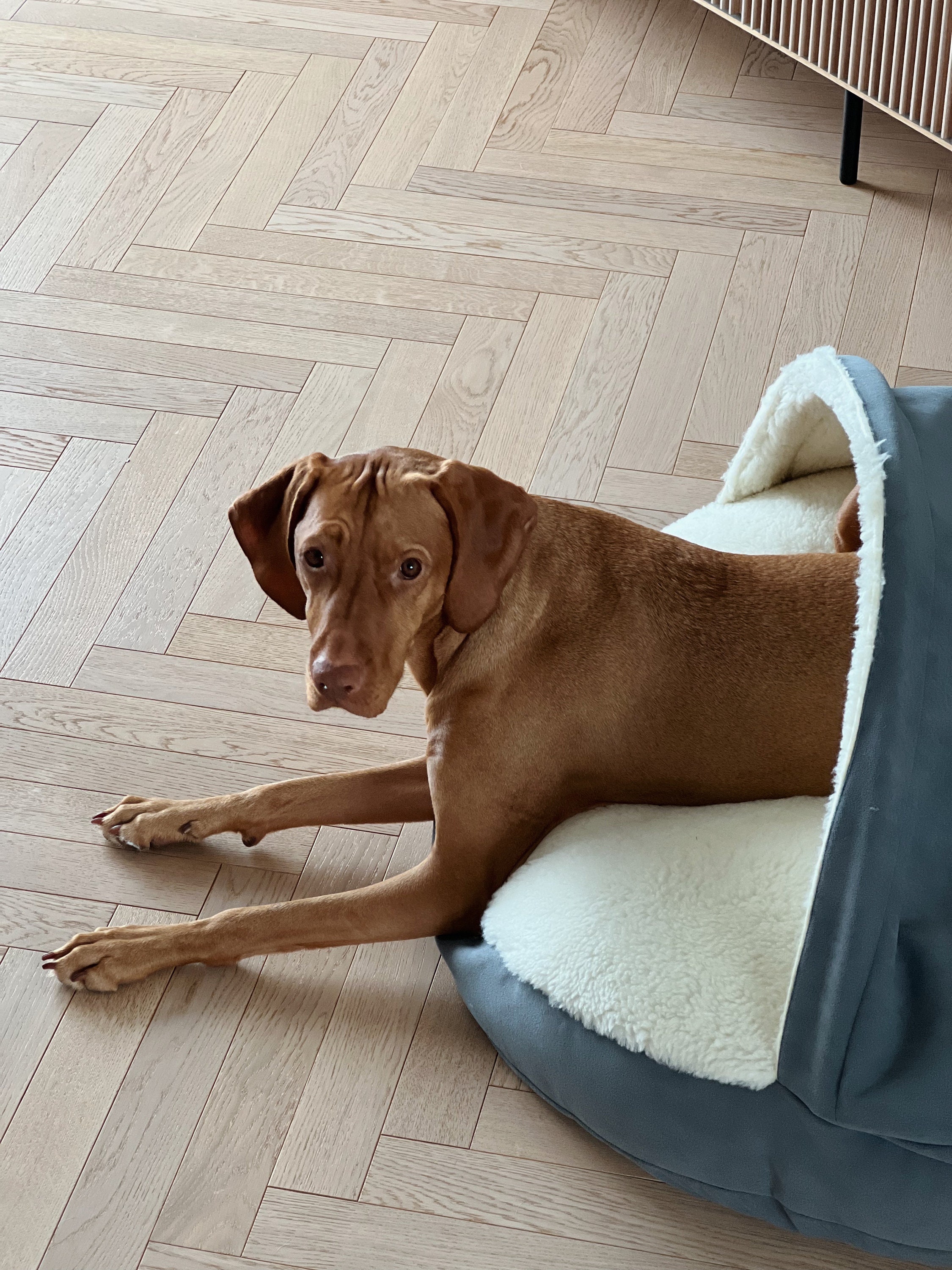 Cosy cave vizsla 2025