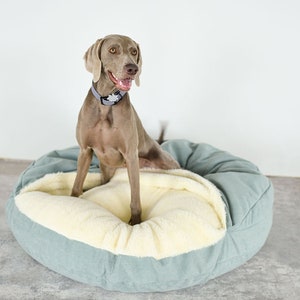 May include: A Weimaraner dog sits in a round, light blue dog bed with a cream-colored, plush interior. The dog wears a gray collar with a star-shaped tag. The bed is on a concrete floor against a white wall.