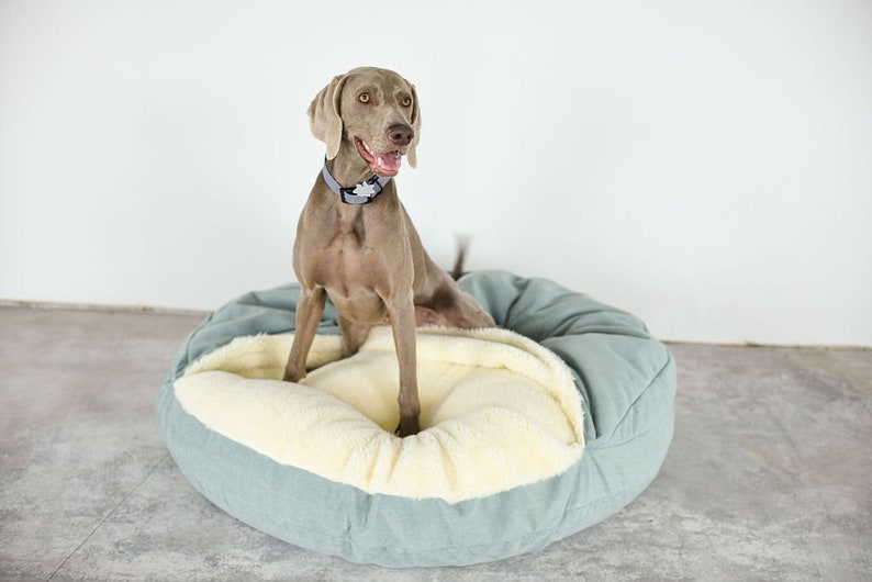 May include: A Weimaraner dog sits in a round, light blue dog bed with a cream-colored, plush interior. The dog wears a gray collar with a star-shaped tag. The bed is on a concrete floor against a white wall.