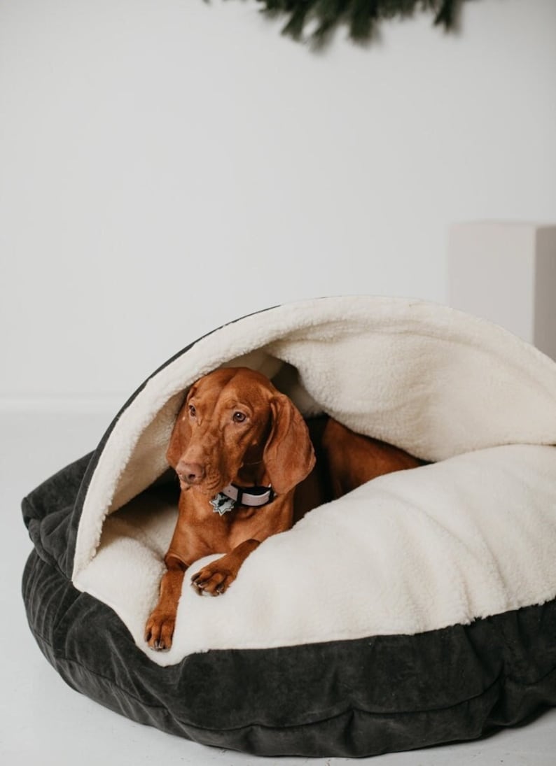 May include: A brown dog rests inside a cozy pet bed. The bed has a dark gray exterior and a cream-colored, fluffy interior. The dog is wearing a collar and is partially covered by the bed's hood.