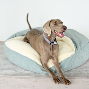 May include: A Weimaraner dog rests in a light blue and cream-colored dog bed. The bed has a soft, plush interior and a quilted exterior. The dog wears a gray collar with a small tag.