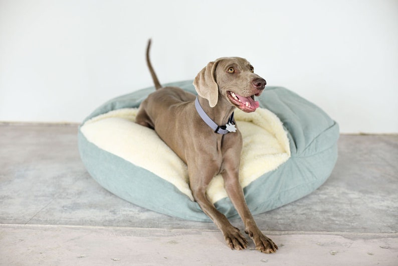 May include: A Weimaraner dog rests in a light blue and cream-colored dog bed. The bed has a soft, plush interior and a quilted exterior. The dog wears a gray collar with a small tag.