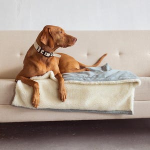 May include: A brown dog wearing a cream-colored collar with black accents rests on a beige sofa. The dog is lying on a light blue and cream-colored blanket. The sofa has wooden legs.