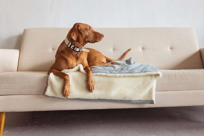 May include: A brown dog wearing a cream-colored collar with black accents rests on a beige sofa. The dog is lying on a light blue and cream-colored blanket. The sofa has wooden legs.