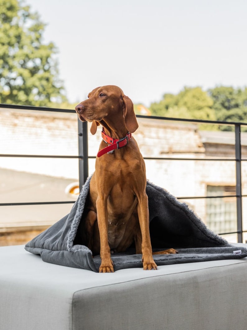 May include: A brown dog wearing a red collar sits inside a gray dog bed with a faux fur lining. The dog bed is on a gray surface, with a blurred background of trees and a building.