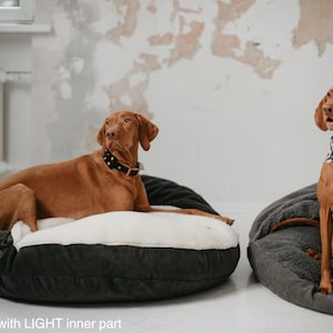 May include: Two brown dogs resting on dog beds. One dog is lying down on a black bed with a light inner part, wearing a black studded collar. The other dog is sitting on a gray bed, wearing a white collar.