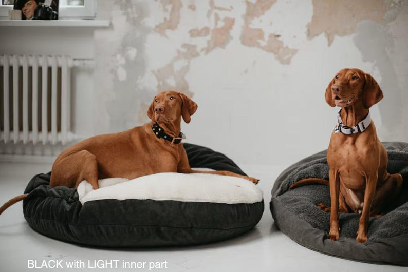 May include: Two brown dogs resting on dog beds. One dog is lying down on a black bed with a light inner part, wearing a black studded collar. The other dog is sitting on a gray bed, wearing a white collar.