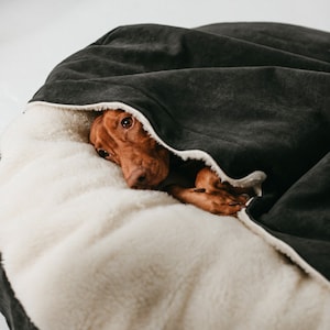 May include: A brown dachshund dog nestled in a dark gray dog bed with a white, fluffy interior. The dog is partially covered by the bed's fabric, with its head and paws visible. The bed appears soft and comfortable.