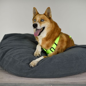 Könnte beinhalten: Ein brauner und weißer Hund mit blauen Augen, der ein neongrünes Geschirr trägt, liegt auf einem grauen Hundebett.