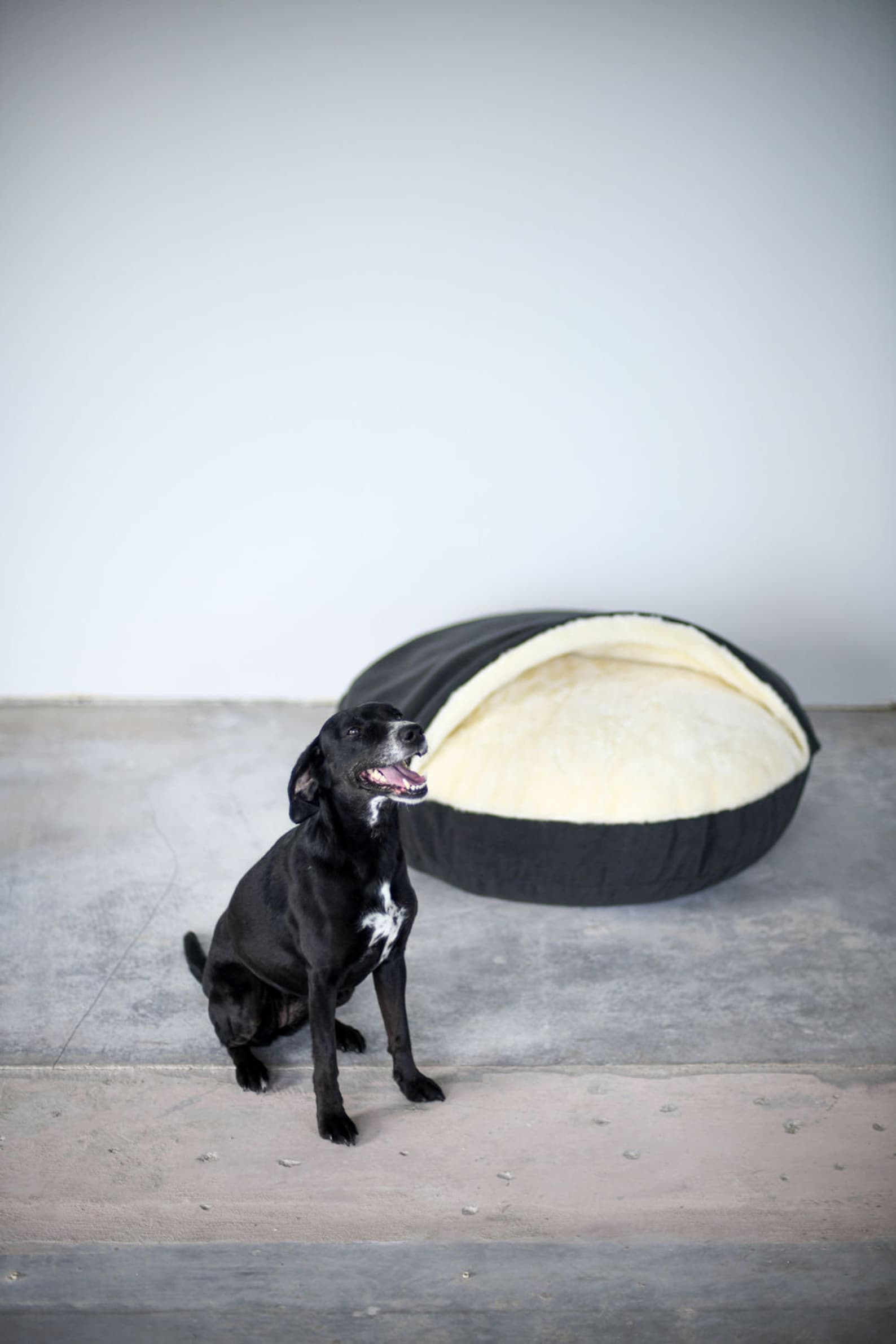 Dog Bed
