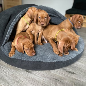 May include: A group of six Vizsla puppies, with reddish-brown fur, are nestled together in a gray dog bed. Each puppy wears a different colored collar: red, yellow, and blue. The bed is on a light gray wooden floor.
