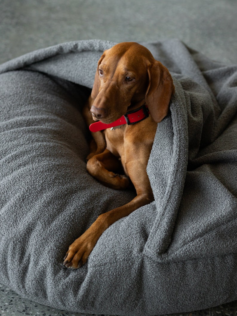 Pu&ograve; includere: Un cane marrone con un collare rosso riposa su un grande letto per cani grigio e strutturato. Il cane &egrave; parzialmente coperto dal tessuto del letto, creando un aspetto accogliente e confortevole. L'espressione attenta del cane suggerisce che sia rilassato.