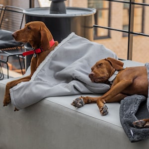May include: Two Vizsla dogs resting on a gray dog bed, covered with a light gray blanket. One dog wears a red collar, the other a white collar. The dogs are outdoors on a rooftop patio.